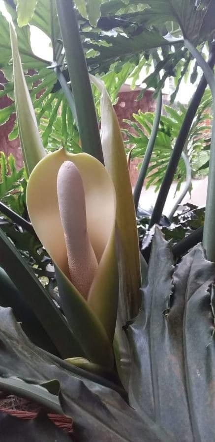 Philodendron 3