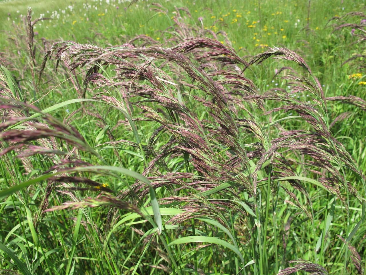 Calamagrostis 13