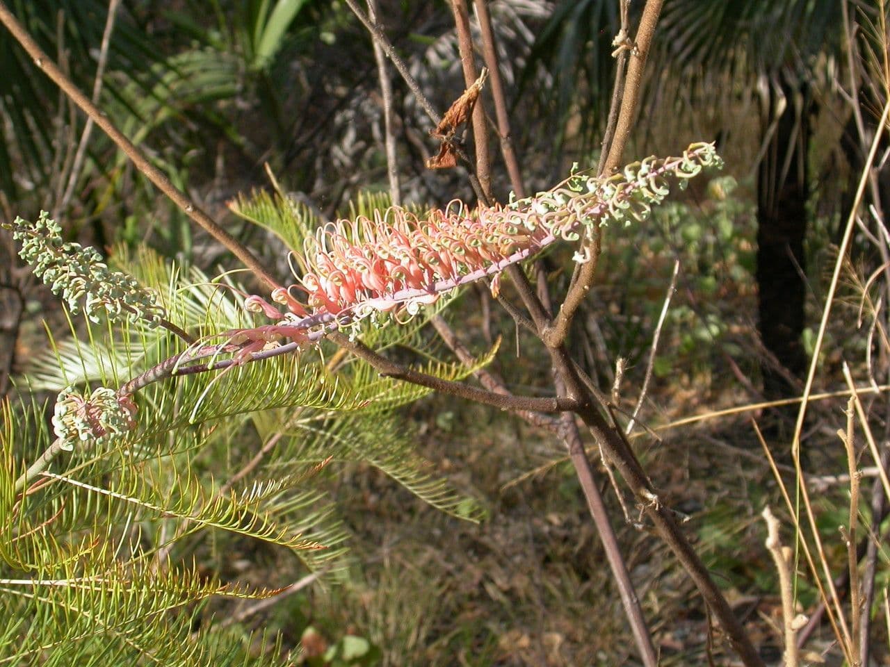 Grevillea 2