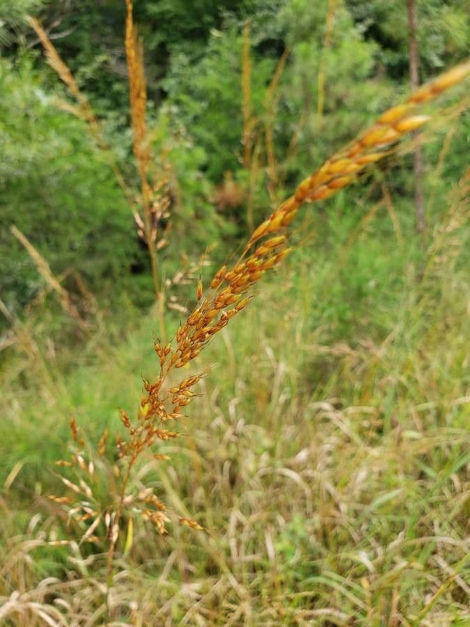 Sorghastrum nutans 18