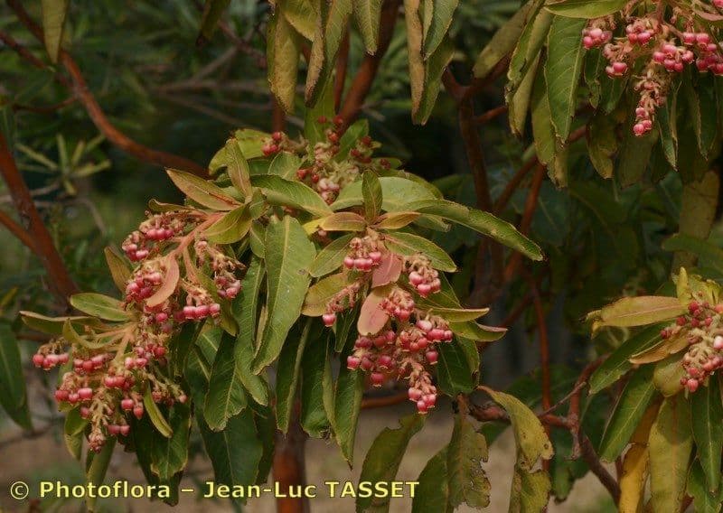 Albero di fragole 30
