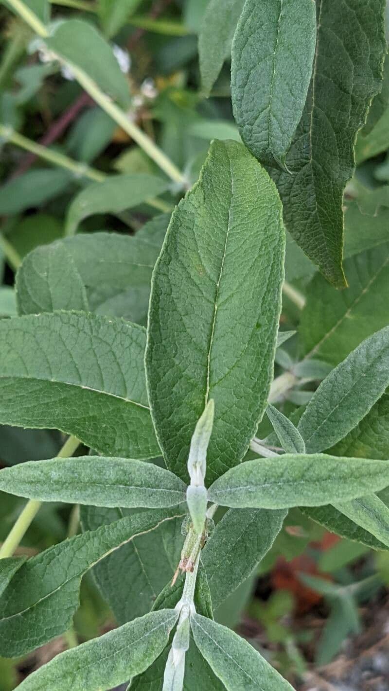 Buddleja 11