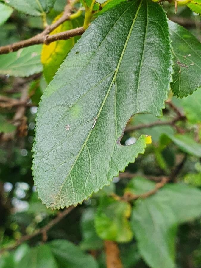 Grewia 10