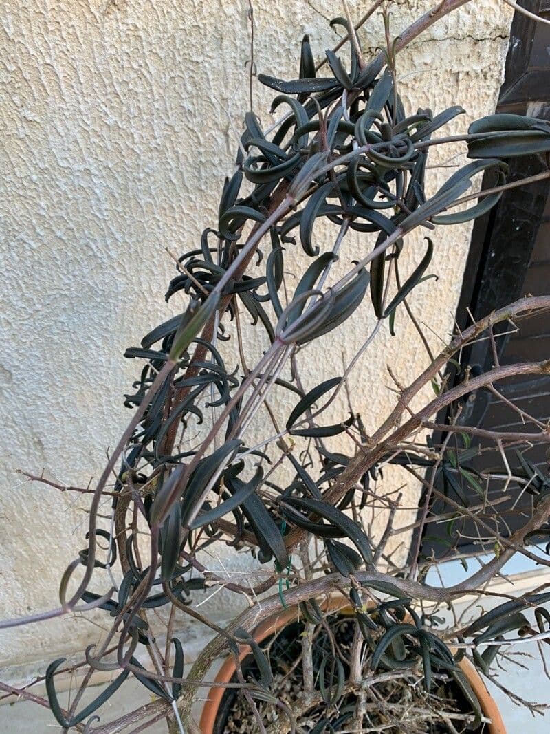Kalanchoe 5
