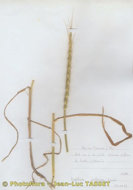Aegilops ventricosa 12