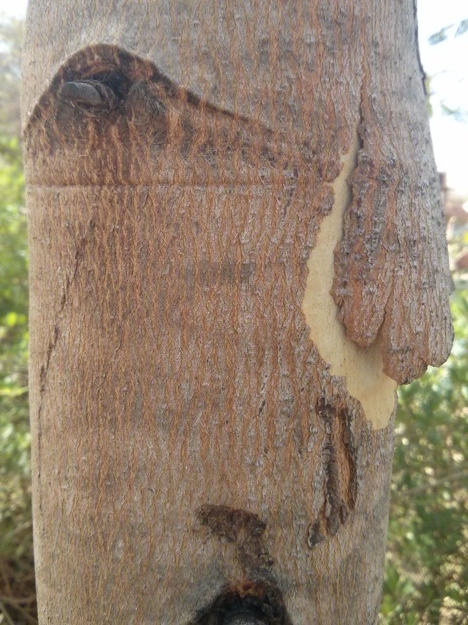 Weißer Eukalyptus 5