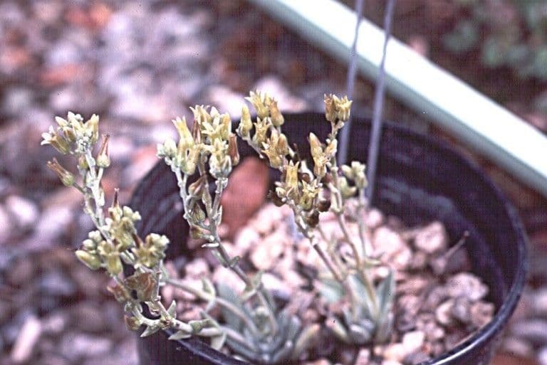 Dudleya 10