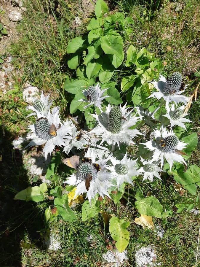 Panicaut géant 18