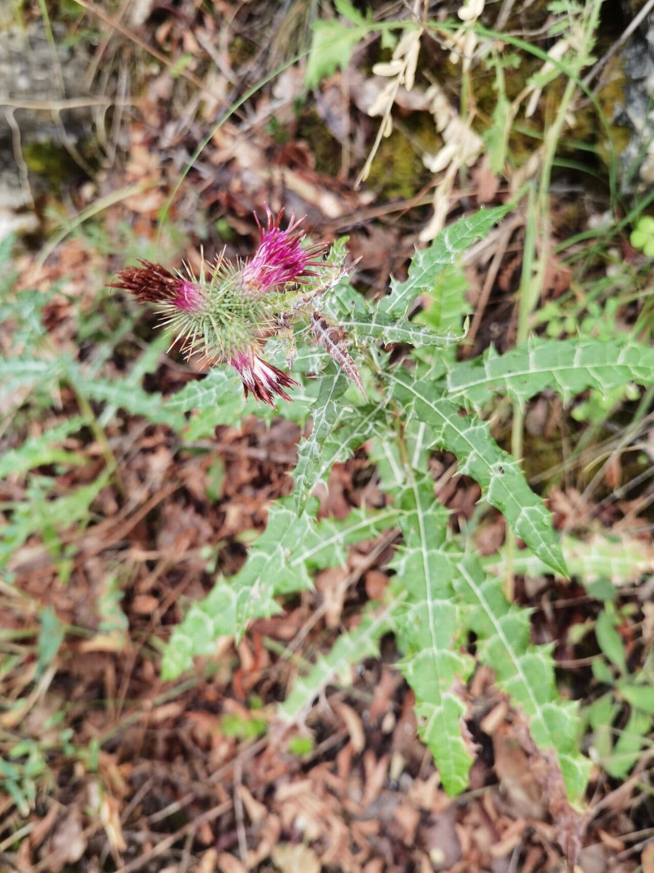 Ptilostemon strict 5