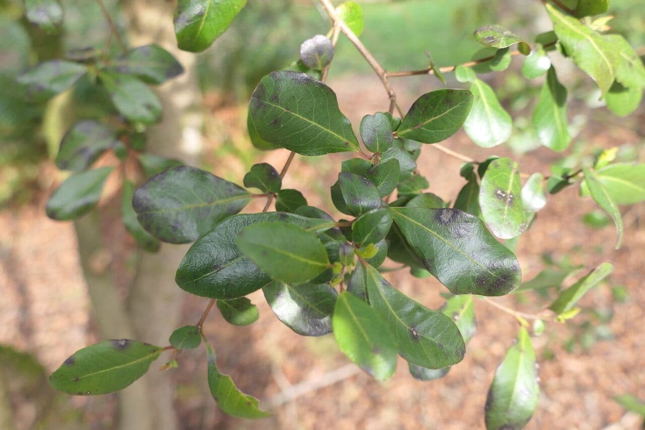 Azara 3