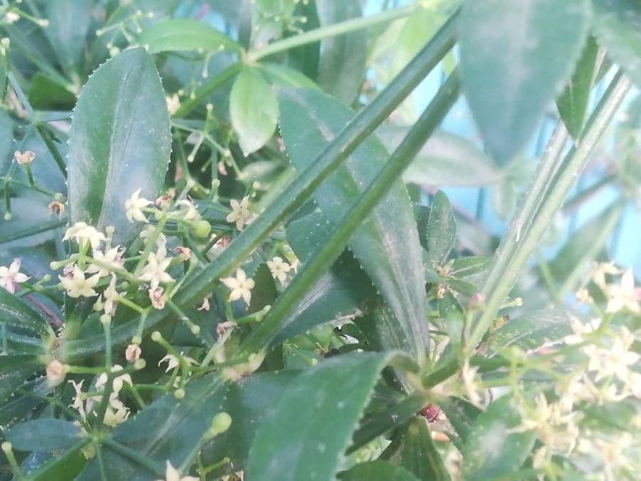 Wild madder 8