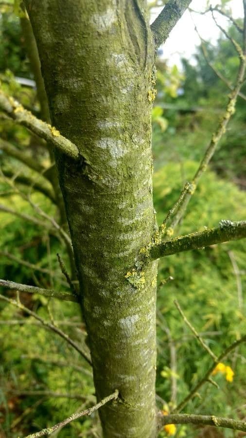 Ceanoto arboreo 25