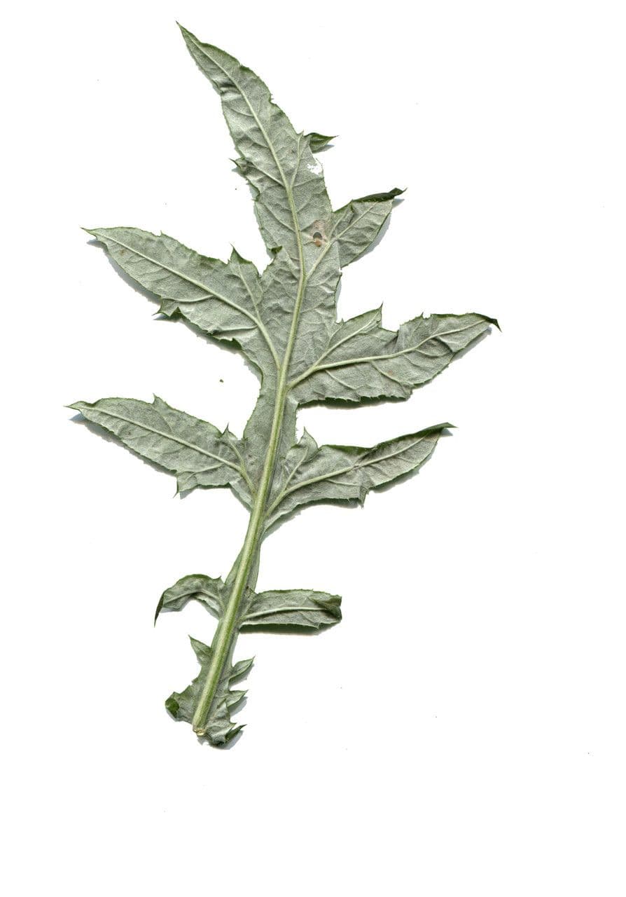 Cardo dei Balcani 15