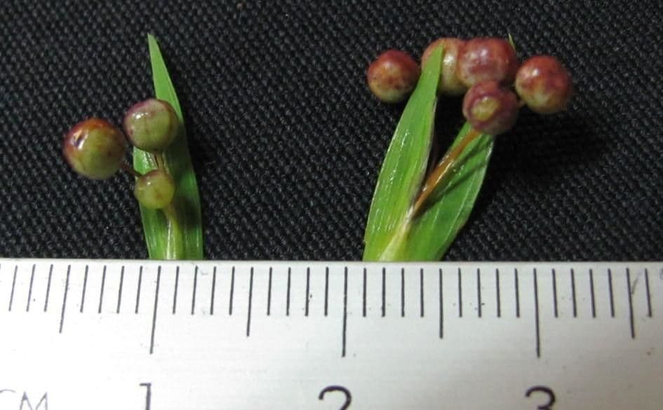 Sisyrinchium micranthum 15