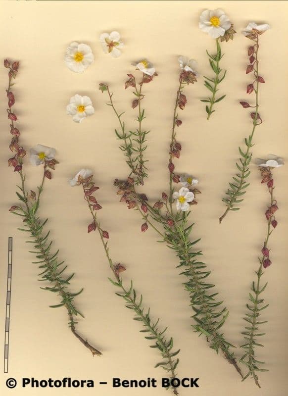 Helianthemum almeriense 19