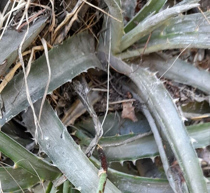 Dyckia 3