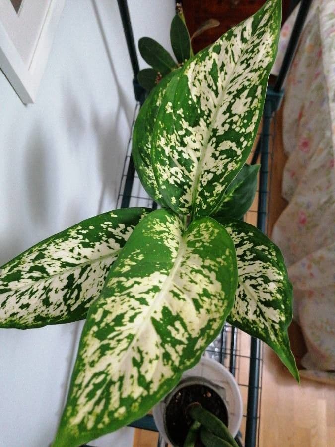 Dieffenbachia 3