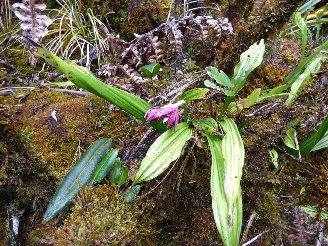 Schöner Phaius 12