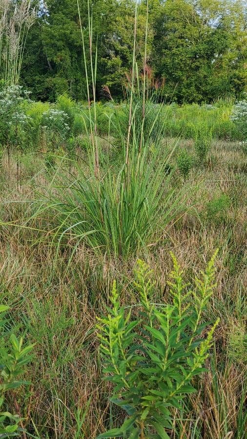 Saccharum 8