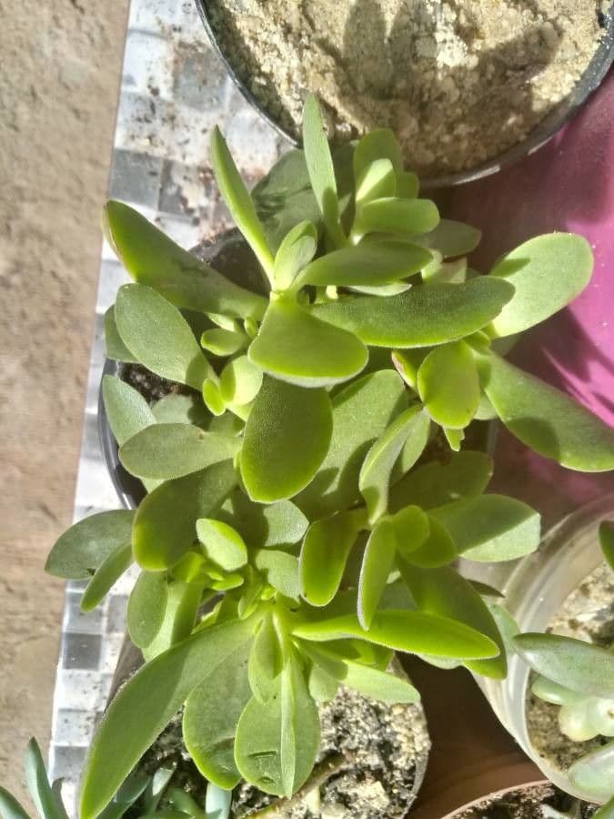 Crassula 4