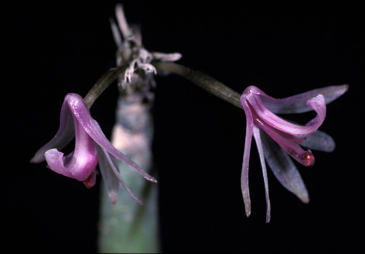 Scaphyglottis 2