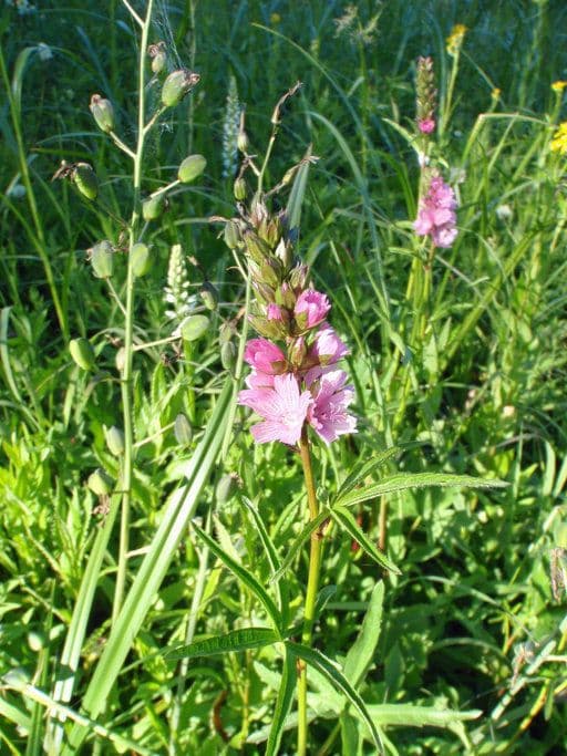Sidalcea Cusicka 7