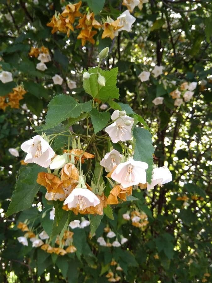 Dombeya 5
