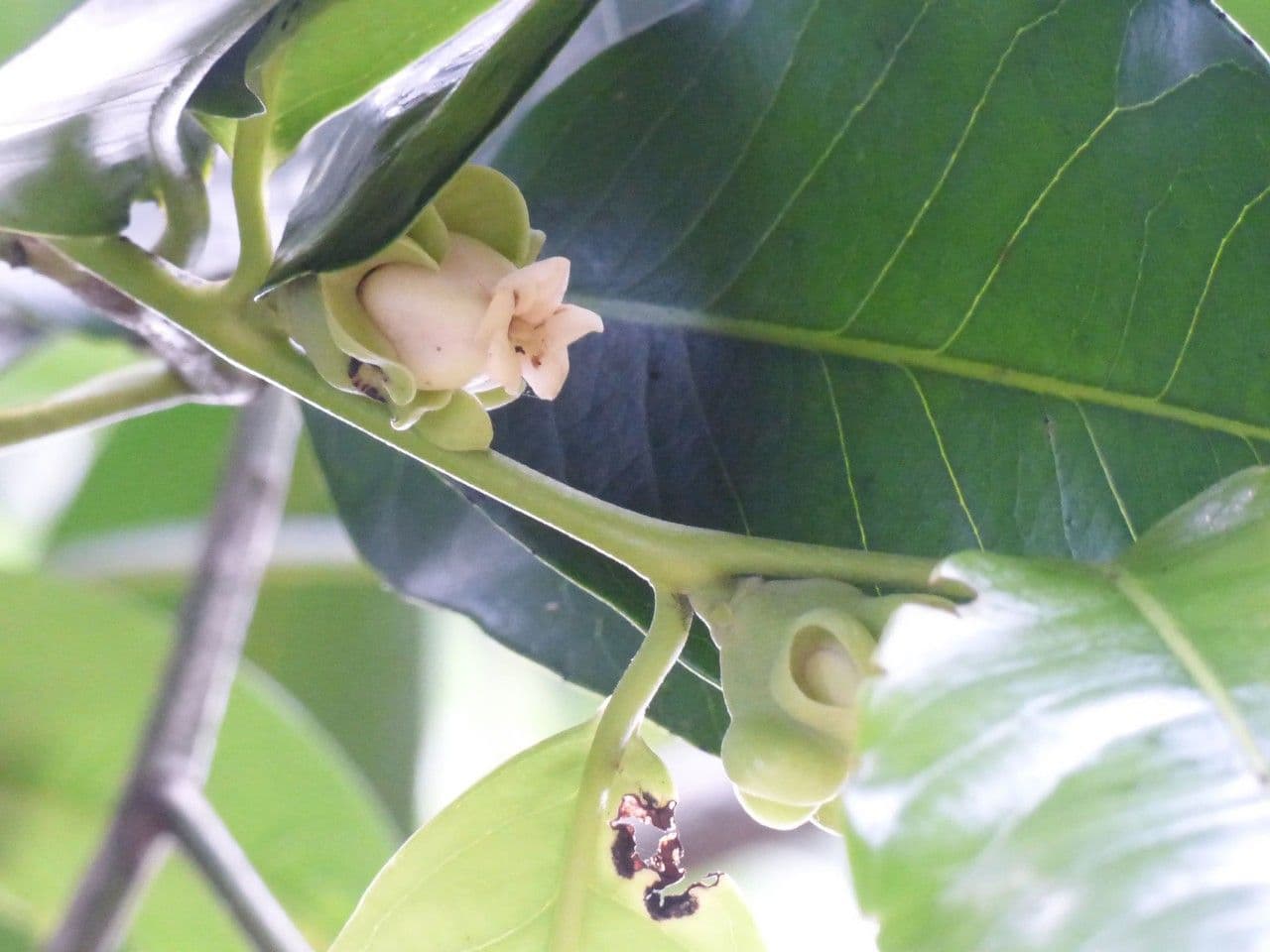 Cachi nero 6