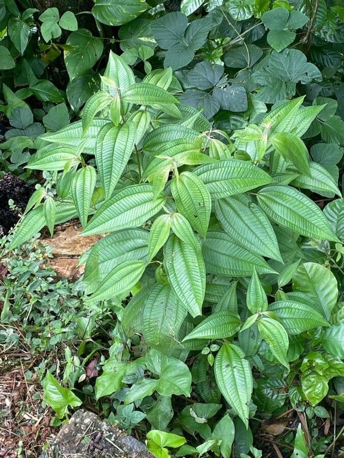 Miconia 7