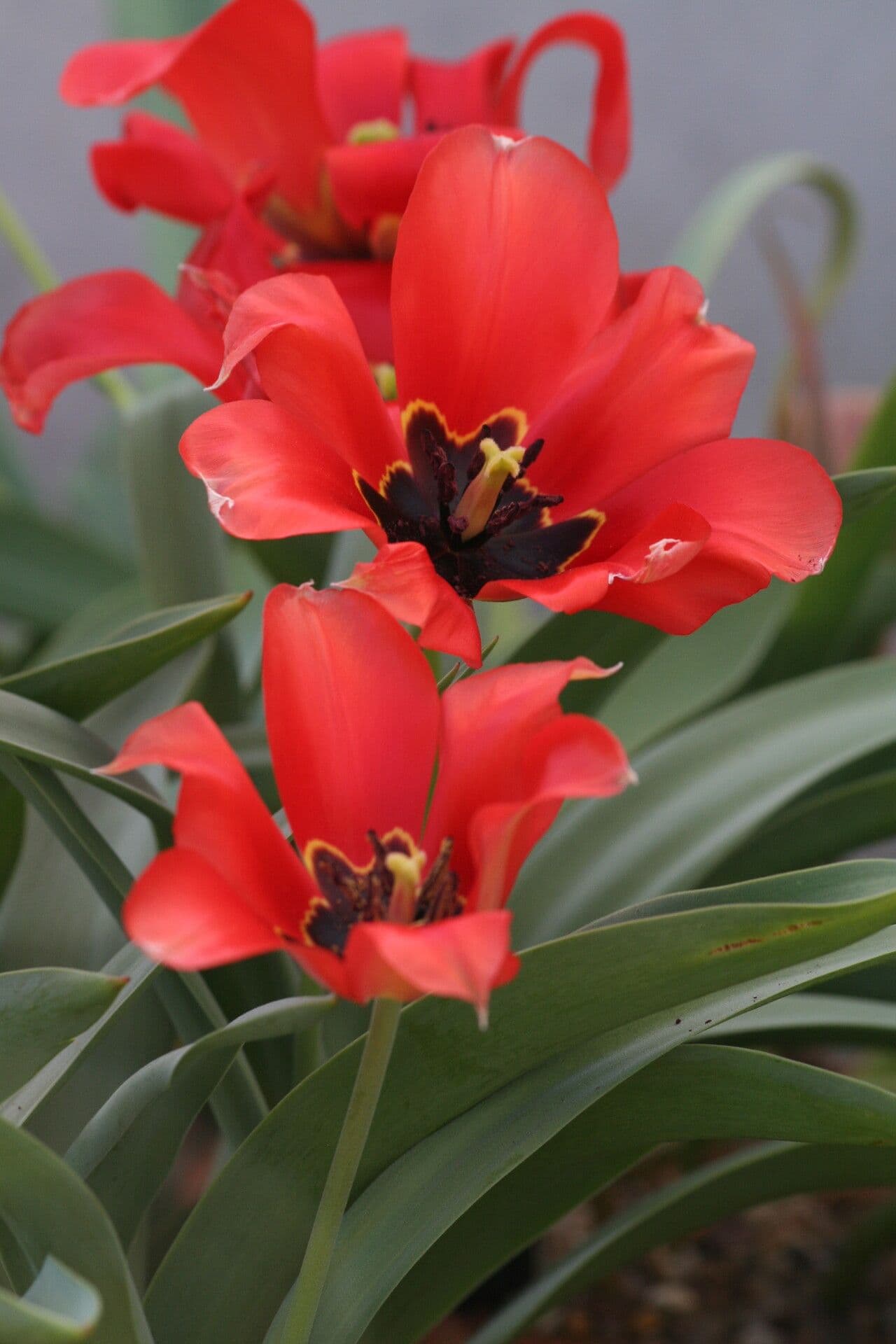 Tulipano 2
