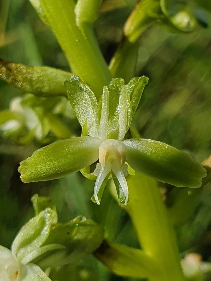 Habenaria 4