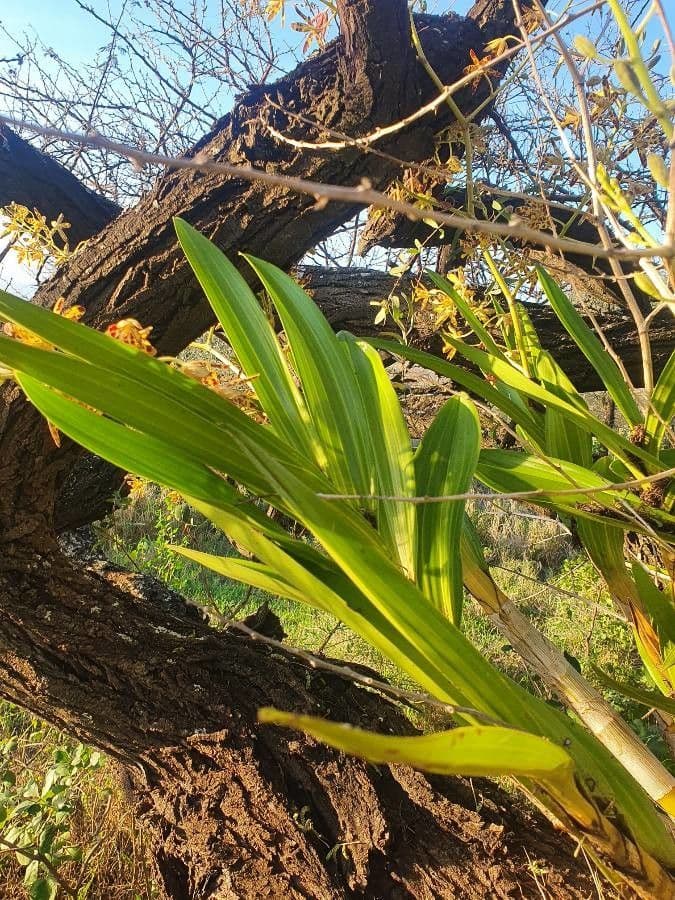 Leopardí orchidej 7