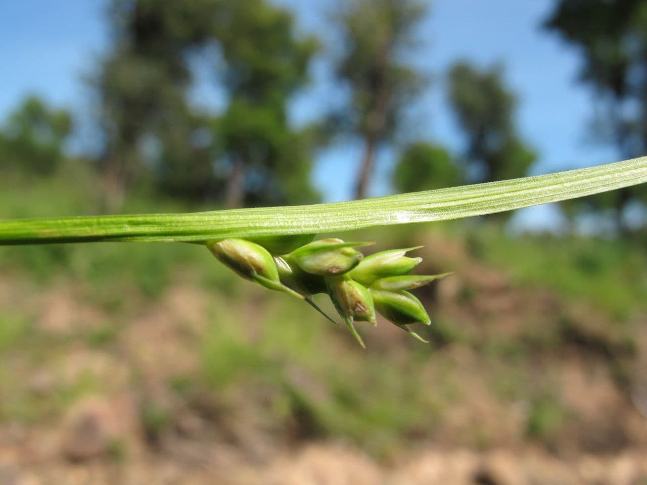Olbius Segge 5