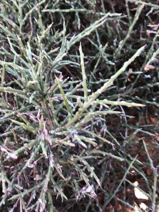 Genista 3