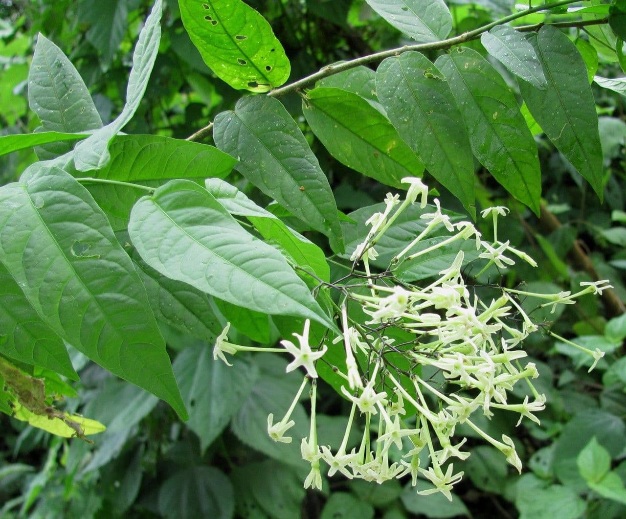Cestrum 9