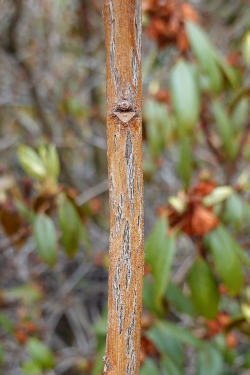 Rododendron rezavý 16