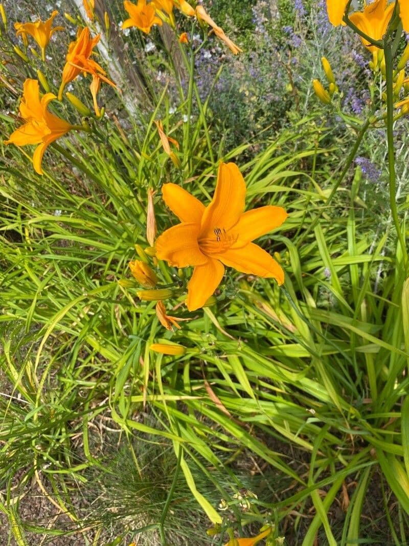 Hemerocallis middendorffii 2
