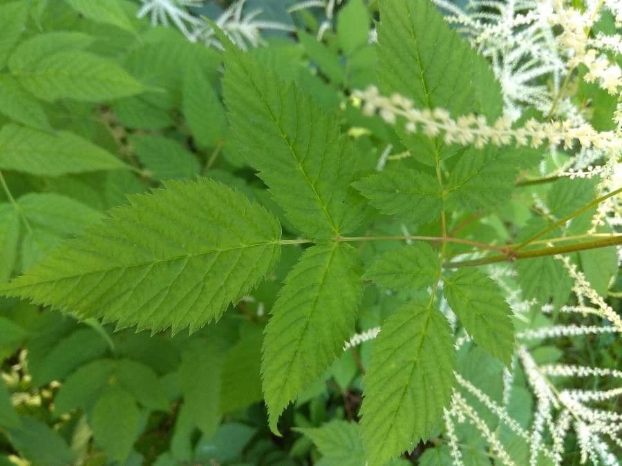 Wald-Geißbart 17