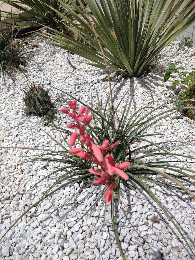 Hesperaloe