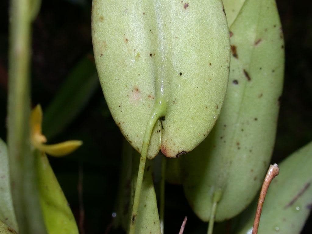 Pleurothallis 2