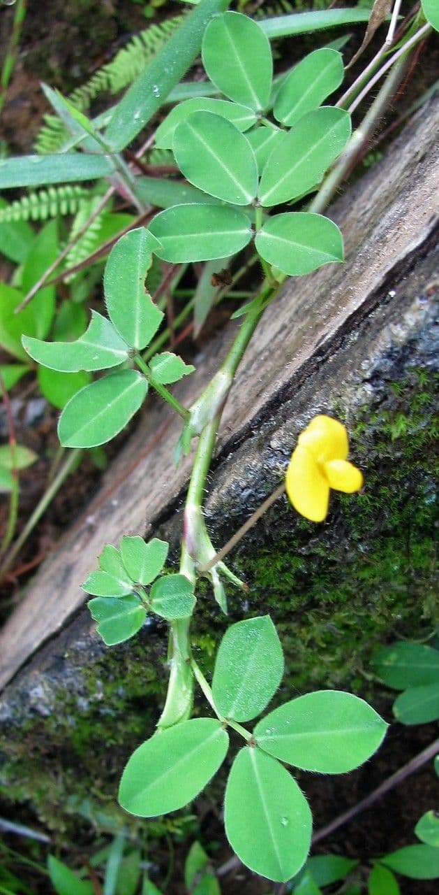 Arachis pintoi 8