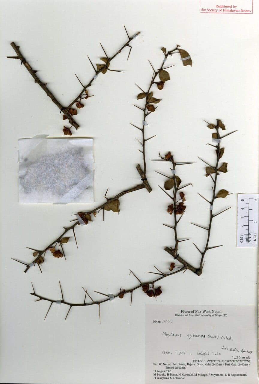 Gymnosporia 2