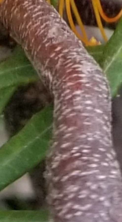 Banksia espigada 16