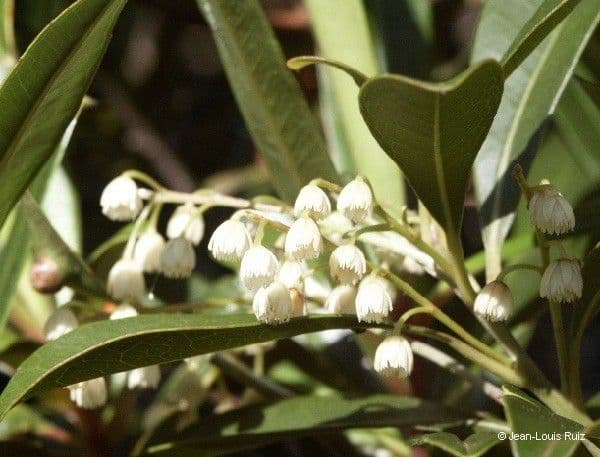 Elaeocarpus