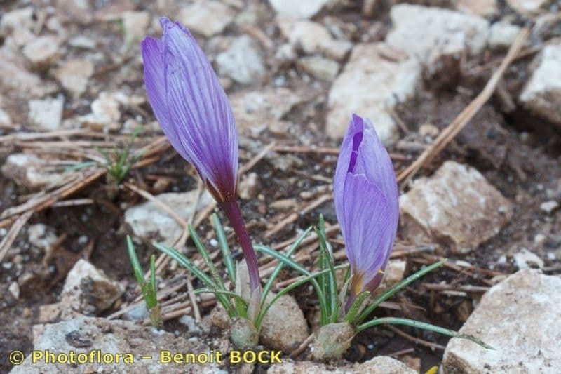 Krokus 7