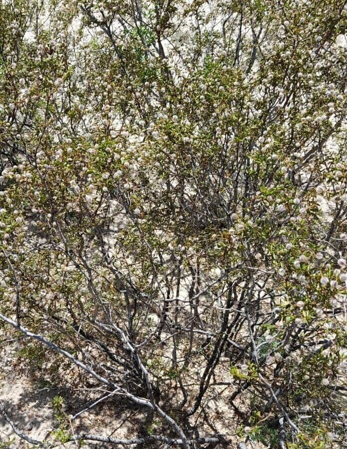 Buisson de créosote 9