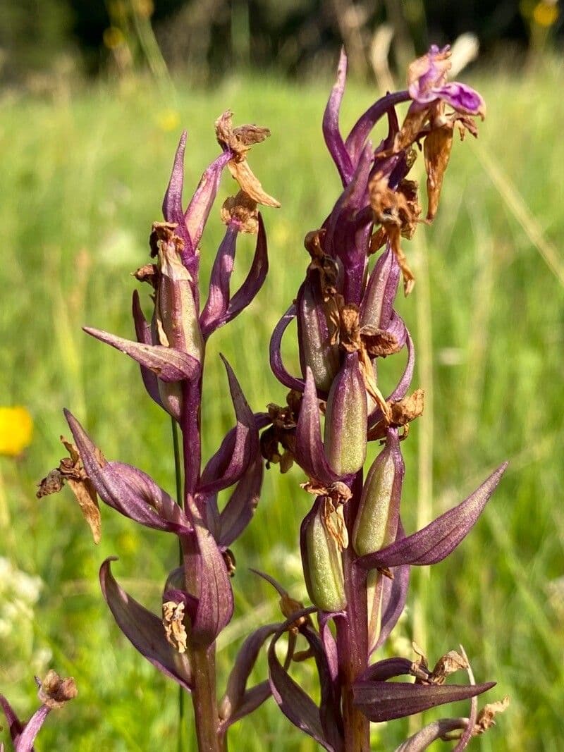 Orchide cimicina 4