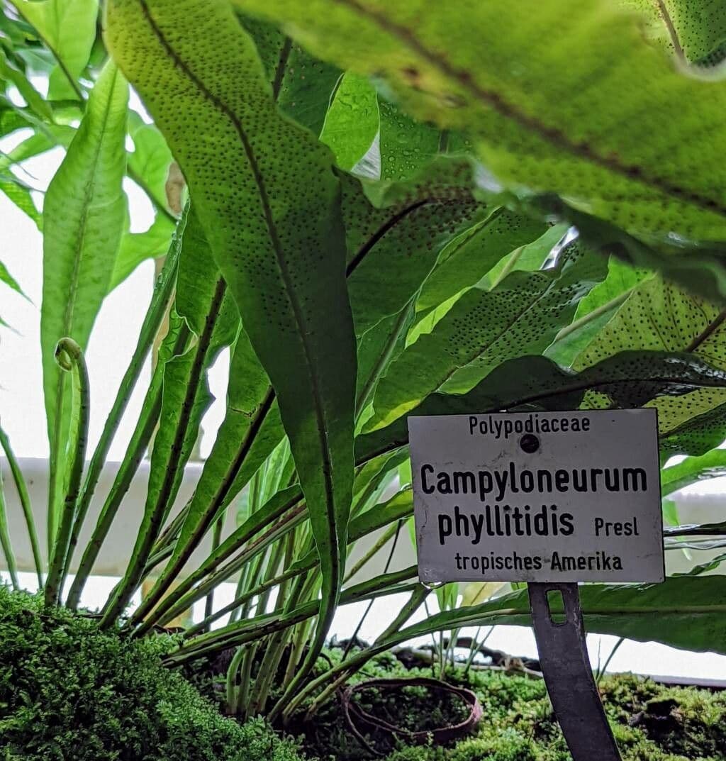 Campyloneurum 6