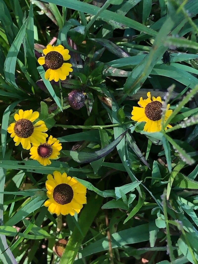 Helenium flexuosum 7