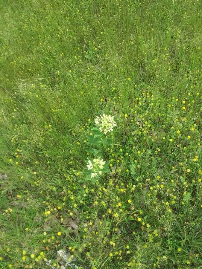 Asclepias viridis 12